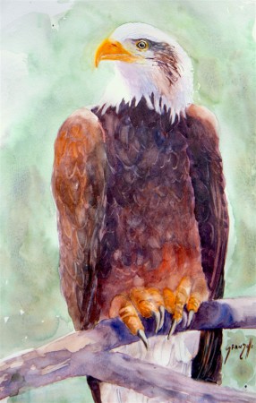 Aigle Pygargue 65x50